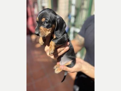 Animales Perros y  Gatos Cachorros Salchichas Arlequin / Negro y fuego