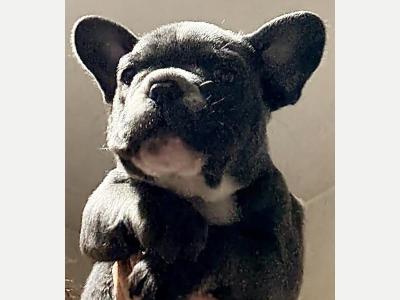 Animales Perros y  Gatos Cachorros Bulldogs Francs de Excelencia