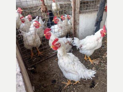 Aves Vendo pollos doble pechuga 