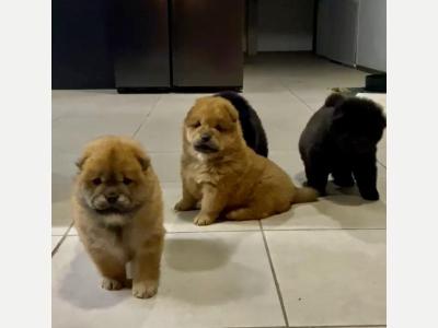 Animales Perros y  Gatos Cachorros Chow Chow