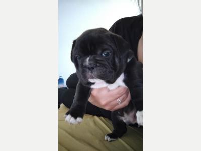 Animales Perros y  Gatos Bulldog Francs