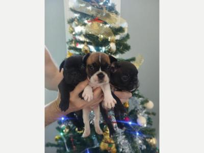 Perros y  Gatos BULLDOG FRANCES 