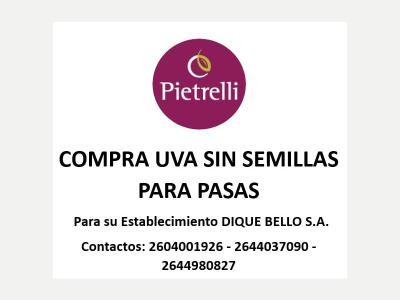 Jardines Viveros COMPRO UVA SIN SEMILLAS PARA PASAS 