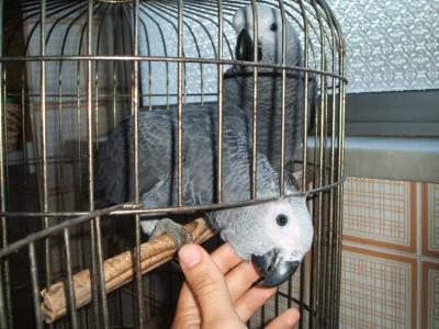 Animales Aves Guacamayos azules y dorados parlantes y loros Grises Africanos bien entrenados con huevos a la venta.