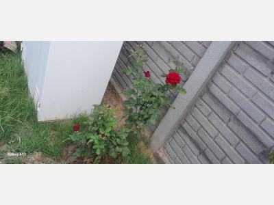  Busco trabajo de limpieza 