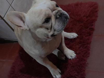  Busco trabajo urgente 