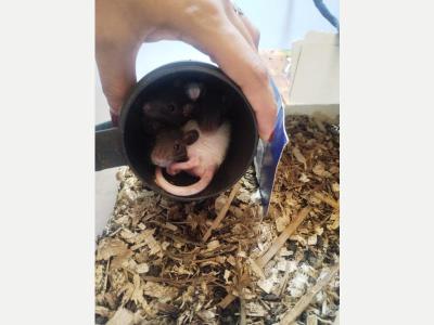 Animales  Varios Ratas panda Americanas. 