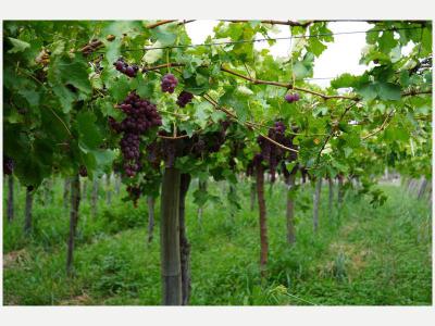  Me ofrezco como encargado de finca de olivos y p�rrales 