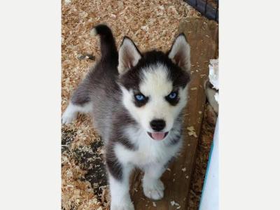 Perros y  Gatos Cachorros de husky siberiano en adopci�n 