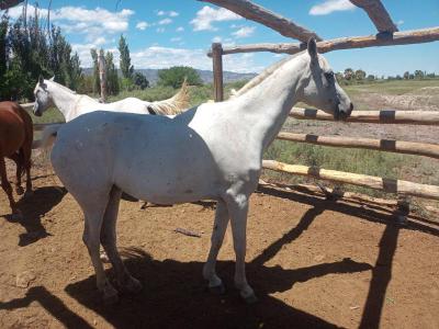 Animales  Varios 2 yeguas arabes 