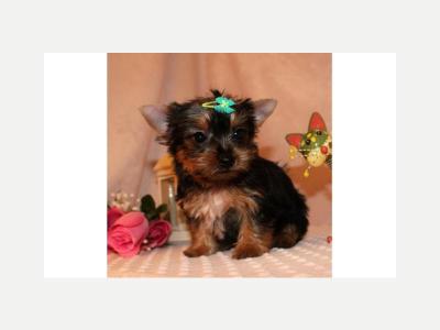 Servicios Mascotas Regalo Cachorros Yorkshire Terrier Mini Toy 